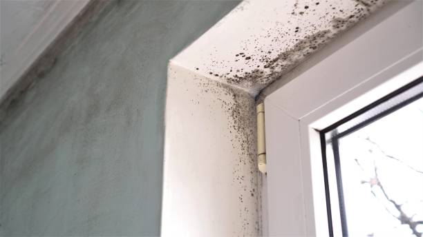 Best Same-Day Mold Removal  in Benton, AR