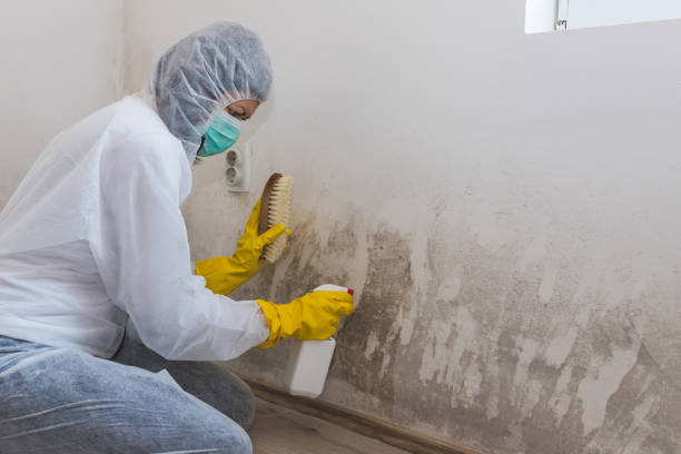 Best Commercial Mold Removal  in Benton, AR
