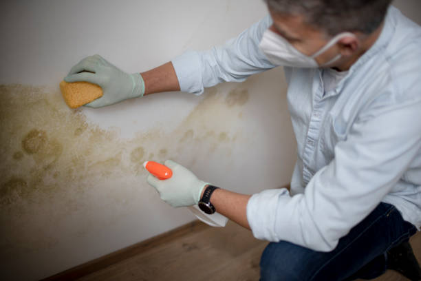 Best Emergency Mold Removal  in Benton, AR