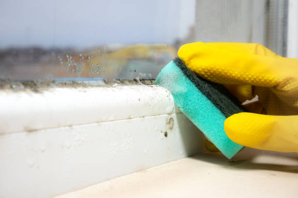Best Same-Day Mold Removal  in Benton, AR