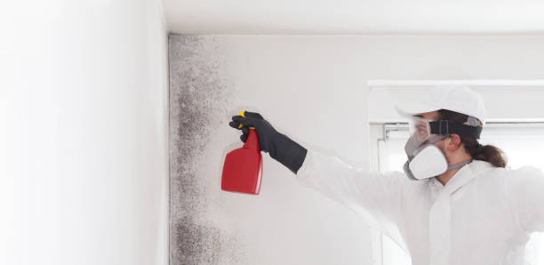 Best Fast Mold Removal  in Benton, AR